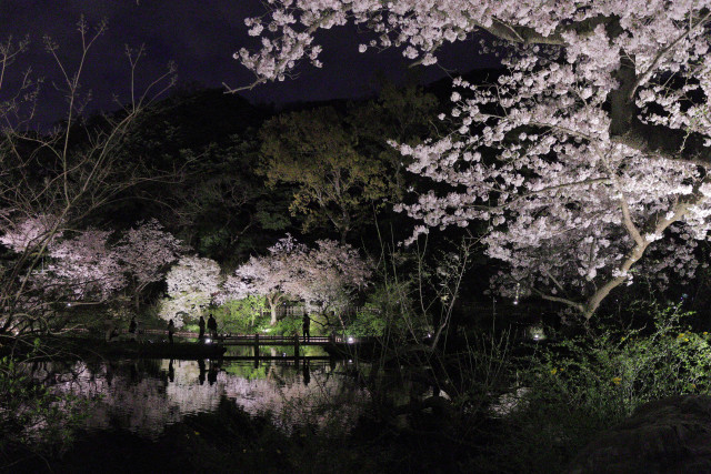 横浜・三溪園　桜ライトアップ